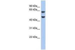 Image no. 1 for anti-Zona Pellucida Glycoprotein 1 (ZP1) (C-Term) antibody (ABIN6743945) (ZP1 antibody  (C-Term))