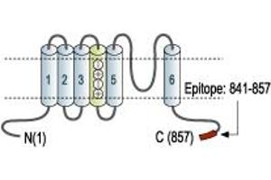 Representative domain view of the target of ABIN7043509.