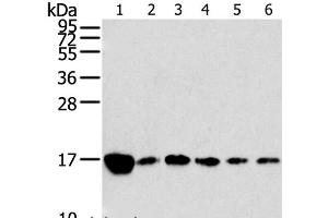Western Blot analysis of Raji, K562, A549, hepg2, PC3 and hela cell using RPLP2 Polyclonal Antibody at dilution of 1:800 (RPLP2 antibody)