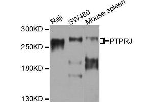 Western blot analysis of extracts of various cells, using PTPRJ antibody. (PTPRJ antibody)