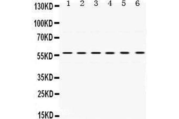 UPF3B antibody  (C-Term)