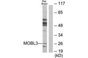 Western blot analysis of extracts from rat brain cells, using MOBL3 Antibody. (MOBL3 antibody  (AA 1-50))