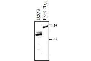 Whole cell extracts prepared from U-2 OS cells, or insect Sf9 cells expressing Flag-FBX4, were resolved by SDS-PAGE and transferred to nitrocellulose. (FBXO4 antibody  (N-Term))