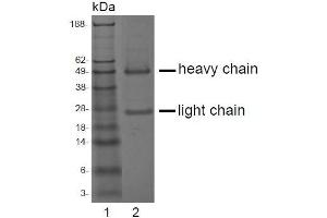 SDS-PAGE analysis of purified LT-3D1 monoclonal antibody. (ACPP antibody)