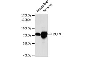 Western blot analysis of extracts of various cell lines, using UBQLN1 antibody (ABIN6291041) at 1:1000 dilution.