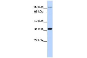 WB Suggested Anti-CNNM4 Antibody Titration:  0. (CNNM4 antibody  (Middle Region))
