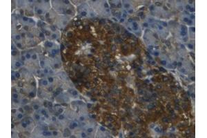 IHC-P analysis of Human Pancreas Tissue, with DAB staining. (REG3g antibody  (AA 39-175))