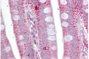 Anti-POSTN / Periostin antibody IHC staining of human small intestine. (Periostin antibody  (AA 251-300))