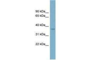 Image no. 1 for anti-Sad1 and UNC84 Domain Containing 5 (SUN5) (N-Term) antibody (ABIN6741952) (SUN5 antibody  (N-Term))