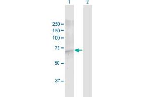 Western Blot analysis of FBXW7 expression in transfected 293T cell line by FBXW7 MaxPab polyclonal antibody. (FBXW7 antibody  (AA 1-627))