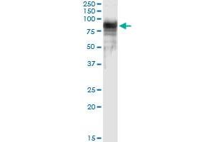 Immunoprecipitation of PTGS2 transfected lysate using anti-PTGS2 MaxPab rabbit polyclonal antibody and Protein A Magnetic Bead , and immunoblotted with PTGS2 purified MaxPab mouse polyclonal antibody (B01P) . (PTGS2 antibody  (AA 1-604))