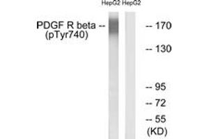 Western blot analysis of extracts from HepG2 cells treated with EGF 200ng/ml 30', using PDGFR beta (Phospho-Tyr740) Antibody.