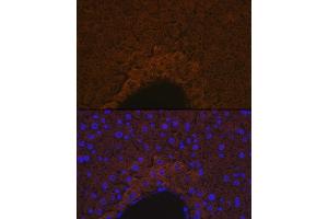 Immunofluorescence analysis of mouse liver using ApoM Rabbit mAb (ABIN7265646) at dilution of 1:100 (40x lens). (Apolipoprotein M antibody)