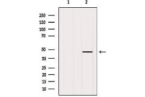 Western blot analysis of extracts from MCF7, using FBXO22 Antibody. (FBXO22 antibody  (Internal Region))