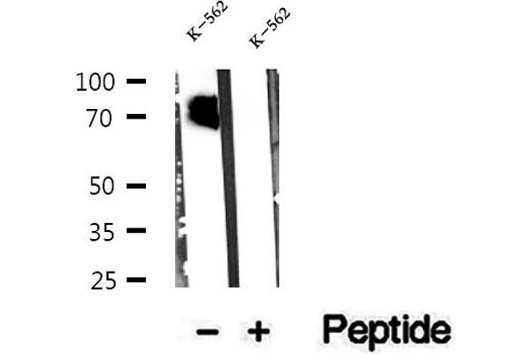 CMIP antibody  (C-Term)