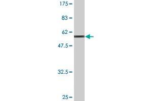 Western Blot detection against Immunogen (58. (MPPED2 antibody  (AA 1-294))