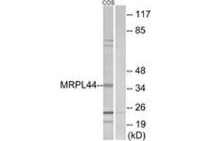 Western blot analysis of extracts from COS7 cells, using MRPL44 Antibody. (MRPL44 antibody  (AA 221-270))