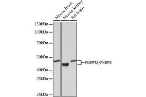 Western blot analysis of extracts of various cell lines, using FKBP38/FKBP8 Rabbit mAb (ABIN7267214) at 1:1000 dilution. (FKBP8 antibody)