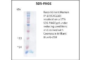 SDS-PAGE (SDS) image for Chemokine (C-X-C Motif) Ligand 10 (CXCL10) (Active) protein (ABIN5509359)