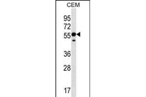 RNF8 Antibody (C-term) (ABIN657354 and ABIN2846404) western blot analysis in CEM cell line lysates (35 μg/lane). (RNF8 antibody  (C-Term))