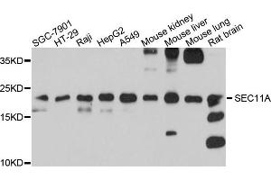 Western blot analysis of extracts of various cells, using SEC11A antibody. (SEC11A antibody)