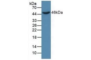 Detection of Recombinant DKK3, Human using Polyclonal Antibody to Dickkopf Related Protein 3 (DKK3) (DKK3 antibody  (AA 22-350))