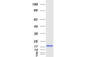 Western Blotting (WB) image for Eukaryotic Translation Initiation Factor 4E Binding Protein 3 (EIF4EBP3) protein (Myc-DYKDDDDK Tag) (ABIN2714238)