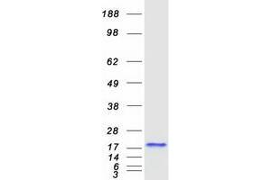 Validation with Western Blot (EIF4EBP3 Protein (Myc-DYKDDDDK Tag))