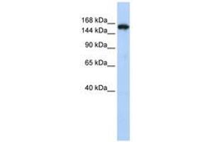 Image no. 1 for anti-Synaptojanin 1 (SYNJ1) (AA 147-196) antibody (ABIN6740675) (Synaptojanin 1 antibody  (AA 147-196))