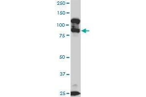 KSR2 monoclonal antibody (M05), clone 5C4. (KSR2 antibody  (AA 411-500))