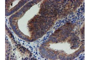 Image no. 2 for anti-Zinc Finger Protein 365 (ZNF365) (AA 108-407) antibody (ABIN1490829) (ZNF365 antibody  (AA 108-407))
