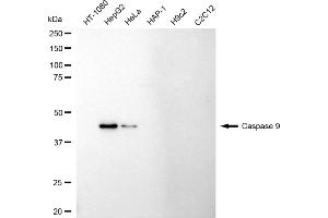 Western blotting analysis using caspase 9 antibody (ABIN7797911).