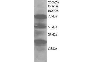 ABIN2563699 staining (1µg/ml) of Human Lung lysate (RIPA buffer, 30µg total protein per lane). (LMO7 antibody  (Internal Region))