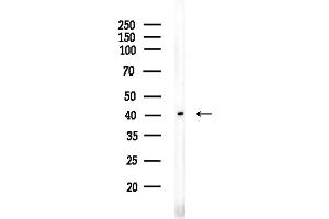 anti-Olfactory Receptor 1I1 (OR1I1) (C-Term) antibody