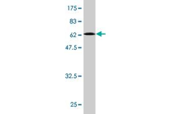 RGS18 antibody  (AA 1-235)