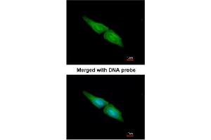 Immunofluorescence analysis of Paraformaldehyde-fixed HeLa using AP22398PU-N MAPK4 antibody at 1/200 dilution. (MAPK4 antibody  (N-Term))