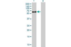 Western Blot analysis of NEK3 expression in transfected 293T cell line by NEK3 MaxPab polyclonal antibody.