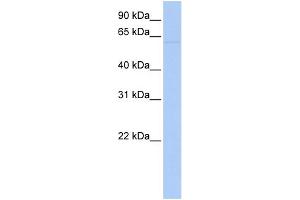WB Suggested Anti-LRRC56 Antibody Titration: 0. (LRRC56 antibody  (N-Term))
