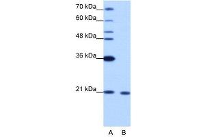 WB Suggested Anti-RBM8A  Antibody Titration: 1. (RBM8A antibody  (N-Term))