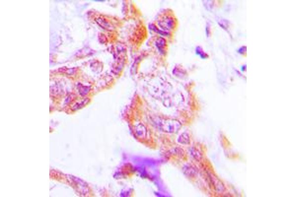 GUCY1B2 antibody  (N-Term)