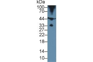 Western blot analysis of Pig Skeletal muscle lysate, using Human HJV Antibody (2 µg/ml) and HRP-conjugated Goat Anti-Rabbit antibody (