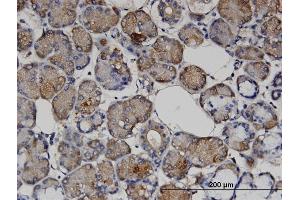 Immunoperoxidase of monoclonal antibody to VASH1 on formalin-fixed paraffin-embedded human salivary gland. (VASH1 antibody  (AA 3-100))