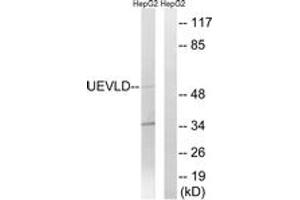 Western blot analysis of extracts from HepG2 cells, using UEVLD Antibody. (UEVLD antibody  (AA 141-190))