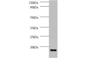 Western blot All lanes: V-type proton ATPase subunit G 1 antibody at 2 μg/mL + 293T whole cell lysate Secondary Goat polyclonal to rabbit IgG at 1/15000 dilution Predicted band size: 14 kDa Observed band size: 14 kDa