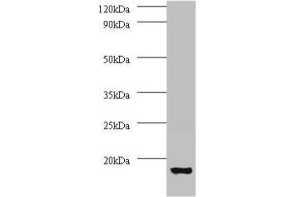 ATP6V1G1 antibody  (AA 2-118)