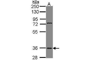 WB Image Sample (30 ug of whole cell lysate) A: H1299 10% SDS PAGE antibody diluted at 1:1000 (TAAR5 antibody  (C-Term))
