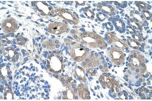 Human kidney (RSAD2 antibody  (C-Term))