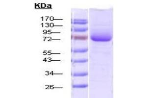 SDS-PAGE of endotoxin-free 70 kDa native human Hsp70 protein (ABIN1686693, ABIN1686694 and ABIN1686695). (HSP70 Protein (full length))