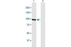 Western Blot analysis of CTNNA2 expression in transfected 293T cell line by CTNNA2 MaxPab polyclonal antibody. (CTNNA2 antibody  (AA 1-905))