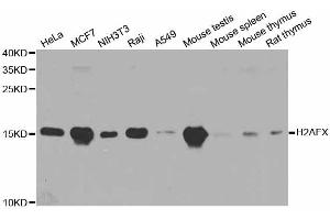 Western blot analysis of extracts of various cell lines, using H2AFX antibody. (H2AFX antibody)